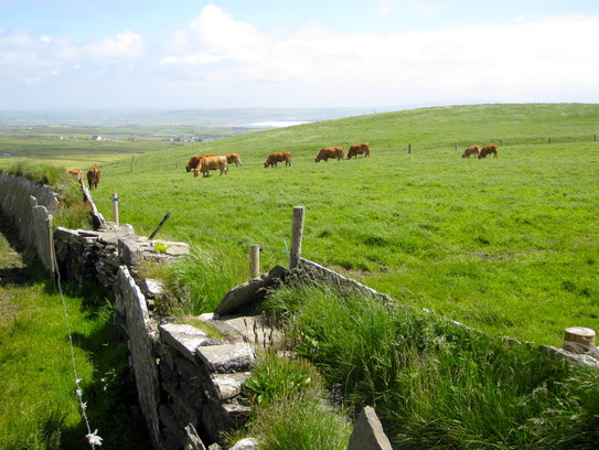 Happy Irish Cows